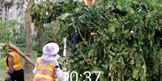 臺風“山竹” 肆虐    園林人不懼風雨助力災(zāi)后重建