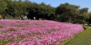 實(shí)地督查，細(xì)化管理丨東莞園林開(kāi)展項(xiàng)目巡檢工作